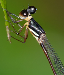 Drepanosticta actaeon