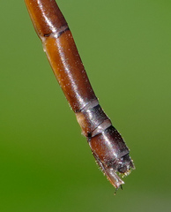 Drepanosticta actaeon