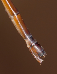 Drepanosticta actaeon