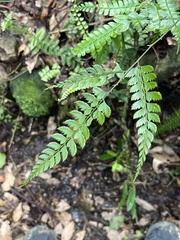 Arachniodes amabilis