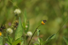 Hemiargus hanno