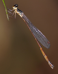 Drepanosticta actaeon