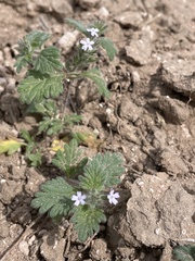 Glandularia quadrangulata