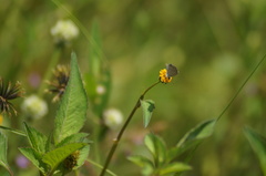 Hemiargus hanno