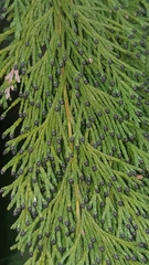 Chamaecyparis lawsoniana