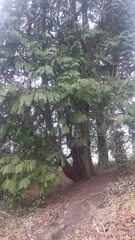 Chamaecyparis lawsoniana