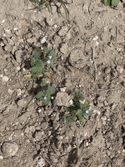 Glandularia quadrangulata