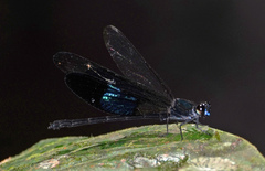 Euphaea subcostalis