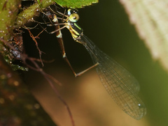 Telosticta janeus
