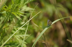 Hemiargus hanno
