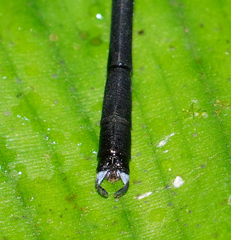 Devadatta