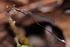 Protosticta versicolor
