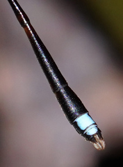 Protosticta versicolor