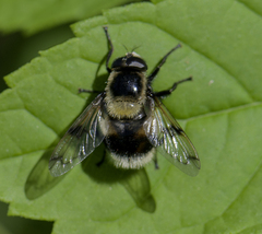 Volucella bombylans