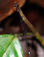 Protosticta versicolor