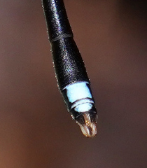 Protosticta versicolor