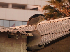 Nycticorax nycticorax
