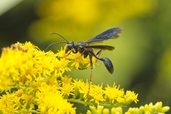 Isodontia auripes