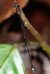 Protosticta versicolor