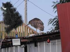 Nycticorax nycticorax