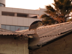 Nycticorax nycticorax