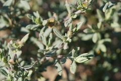 Helianthemum stipulatum