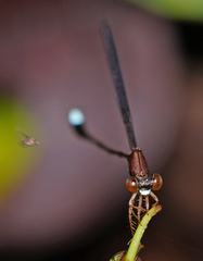 Protosticta versicolor