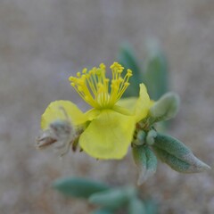Helianthemum stipulatum