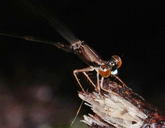 Protosticta versicolor