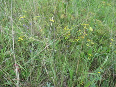 Bupleurum scorzonerifolium
