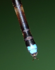 Platystictidae