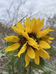 Helianthus argophyllus