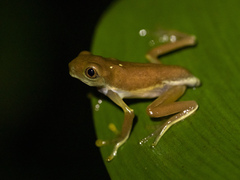 Agalychnis