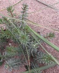 Polygala cyparissias