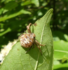 Xysticus punctatus