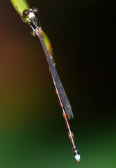 Platystictidae