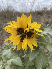 Helianthus argophyllus