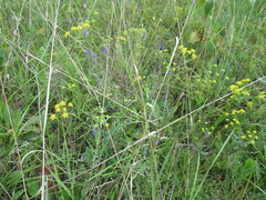 Bupleurum scorzonerifolium