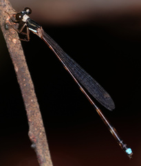 Platystictidae