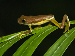 Agalychnis