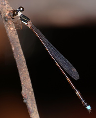 Platystictidae