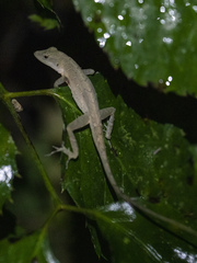 Anolis cupreus