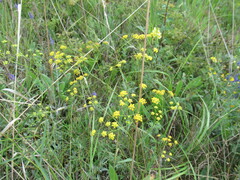 Bupleurum scorzonerifolium