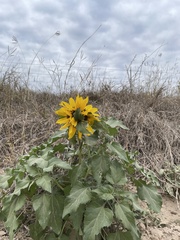 Helianthus argophyllus