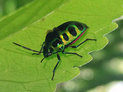 Chrysocoris stollii