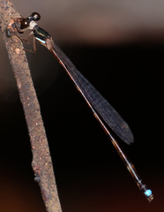 Platystictidae