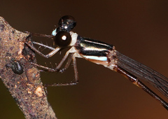 Platystictidae