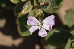 Silene succulenta