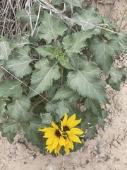 Helianthus argophyllus