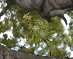 Cinnamomum yabunikkei
